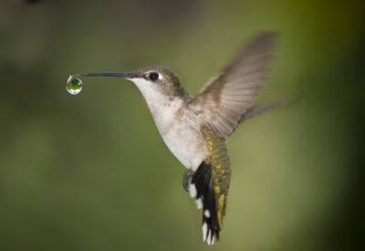 La favola del colibrì